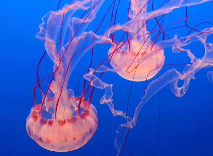 Wallpaper Pink Jellyfish, Monterey Bay Aquarium, diving, tourism, Travel 4742315114